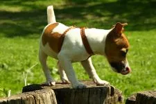 Dog Rase pentru conținutul de aer proaspăt (coliviei), Dane Rottweiler Samoyed husky