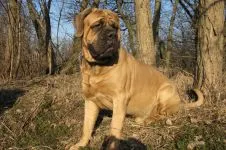 Dog Rase pentru conținutul de aer proaspăt (coliviei), Dane Rottweiler Samoyed husky