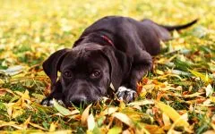 Dog Rase pentru conținutul de aer proaspăt (coliviei), Dane Rottweiler Samoyed husky