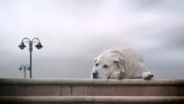Dog Rase pentru conținutul de aer proaspăt (coliviei), Dane Rottweiler Samoyed husky