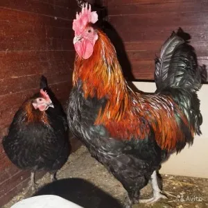 pui rasa Maran descriere, fotografii, recenzii și video