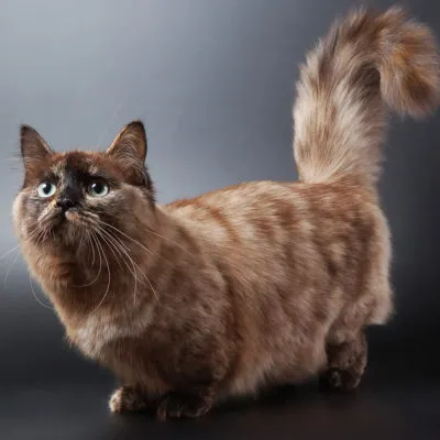 pisica Munchkin descriere rasa rasa, pret, 10 fotografii, clipuri video (Munchkin) pisica Munchkin descriere rasa rasa, pret, 10 fotografii, videoclipuri