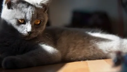 rasa pisoi din publicitate Whiskas