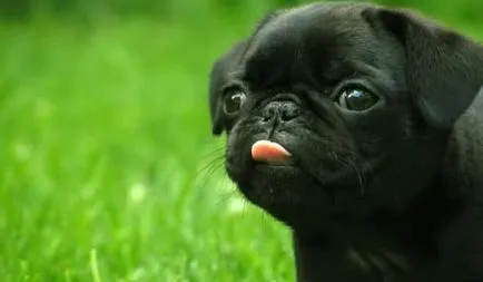 Descrierea rasei pug a naturii și a caracteristicilor de îngrijire (în special) Descrierea rasei pug a naturii și a caracteristicilor de îngrijire