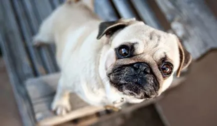 Descrierea rasei pug a naturii și a caracteristicilor de îngrijire (Mops) Descrierea rasei pug a naturii și a caracteristicilor de îngrijire