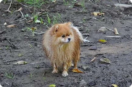 Pomerania, imagini Pomerania
