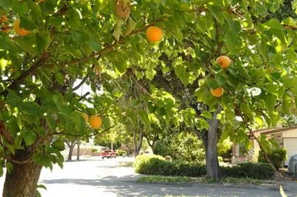 Plantarea de caise tăiere de primăvară