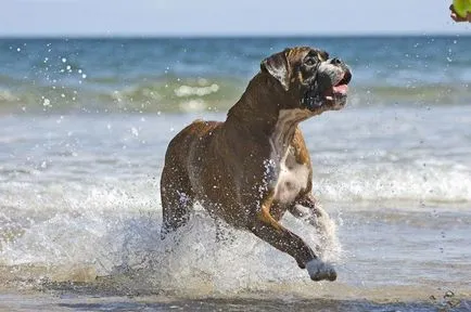 Rasa de caini descriere boxer, diferențe și caracteristici (boxer) Boxer descriere caine din rasa, diferențele și particularități