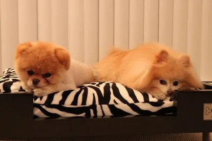 Pomeranian Boo - cel mai popular câine Facebook