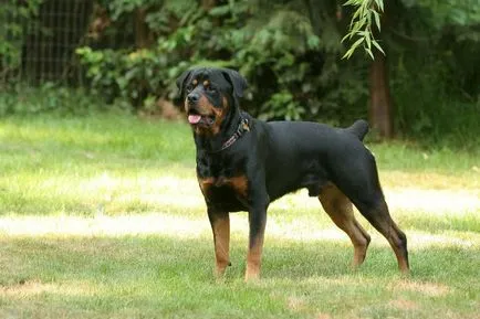 Dog rase cu o descriere a