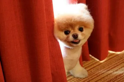 Pomeranian Boo - cel mai popular câine Facebook