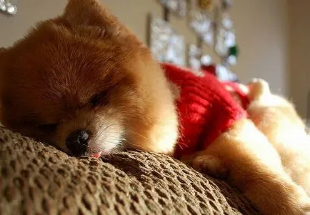 Pomeranian Boo - cel mai popular câine Facebook