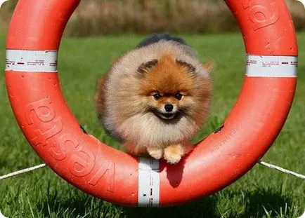 Pomerania, imagini Pomerania