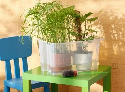 Udarea plante de interior în timpul sărbătorilor - o soluție simplă pentru (Plant Encyclopedia) Udarea plante de interior în timpul sărbătorilor - o soluție simplă pentru