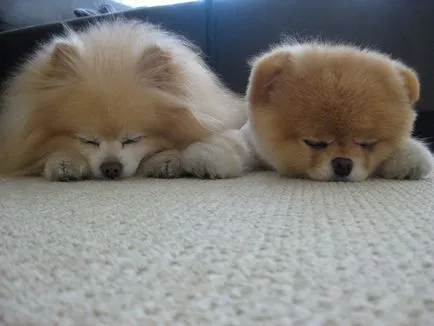 Pomeranian Boo - cel mai popular câine Facebook