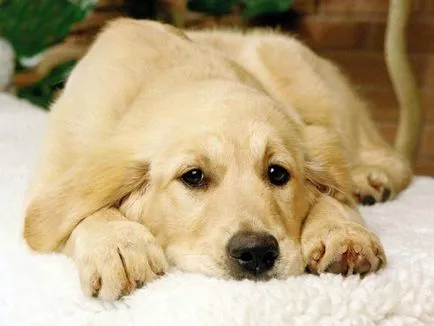 Dog rase cu o descriere a