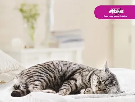 Rasa de pisici din publicitate Whiskas - ce rasa a jucat in publicitate