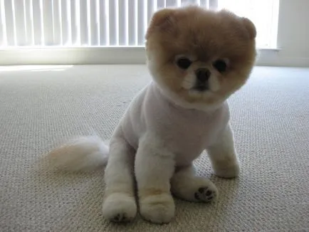 Pomeranian Boo - cel mai popular câine Facebook