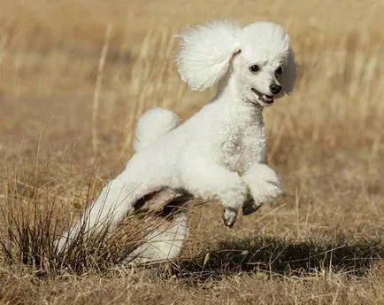 Dog rase cu o descriere a