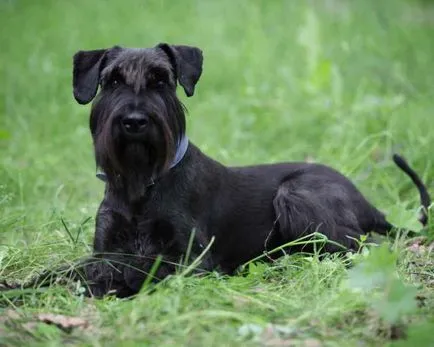 Dog rase cu o descriere a