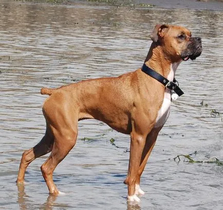 Rasa de caini descriere boxer, diferențele și caracteristicile (rasa) Boxer descriere caine din rasa, diferențele și particularități