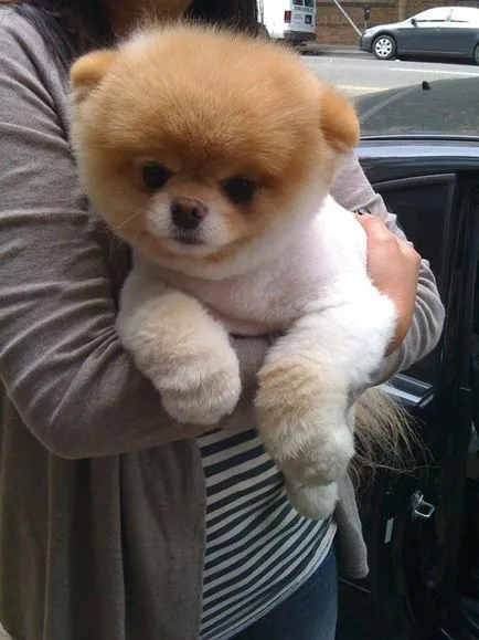 Pomeranian Boo - cel mai popular câine Facebook