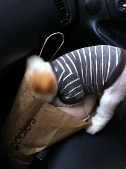Pomeranian Boo - cel mai popular câine Facebook