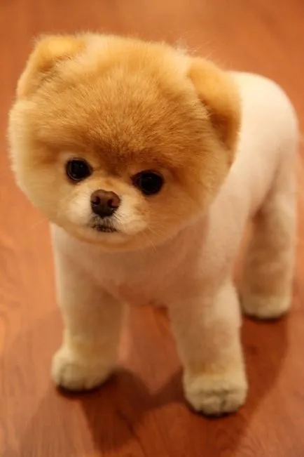 Pomeranian Boo - cel mai popular câine Facebook