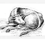 Post-partum pareză a simptomelor sale, cauze, prevenire și tratament, serviciul veterinar de Vladimir (semne) Post-partum pareza simptomele sale, cauzele, prevenirea și tratamentul, serviciul veterinar al Vladimir