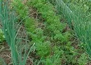 Plantarea morcovi primăvară - sfaturi pentru o recoltă generoasă, dragoste grădina mea (morcov) Plantarea morcovi primăvară - sfaturi pentru o recoltă generoasă, dragoste grădina mea