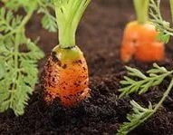 Plantarea morcovi primăvară - sfaturi pentru o recoltă generoasă, dragoste grădina mea (morcov) Plantarea morcovi primăvară - sfaturi pentru o recoltă generoasă, dragoste grădina mea