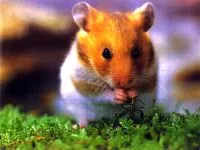 Comportamentul hamsteri hamster, hamsteri sunt animale nocturne, hamsterii sunt animale teritoriale solitar (comportament) Comportamentul hamsteri hamsteri, hamsteri sunt animale nocturne, hamsteri sunt animale solitare teritoriale,