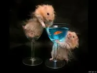Comportamentul hamsteri hamster, hamsteri sunt animale nocturne, hamsterii sunt animale teritoriale solitar (hamster) Comportamentul hamsteri hamsteri, hamsteri sunt animale nocturne, hamsteri sunt animale solitare teritoriale,