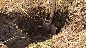 plantarea de copaci de mere unde, cum și când să planteze în mod corespunzător (cum să planteze puieți de măr) plantarea de copaci de mere unde, cum și când să planteze corect