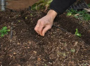 Însămînțarea preparare răsaduri de castravete de semințe pentru cultivarea răsadurilor, transplantarea la un loc permanent