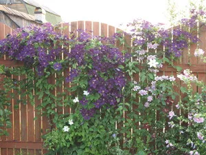 Plantarea Clematis la domiciliu cum să crească din semințe, îngrijirea de transplant