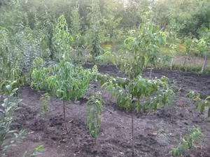 Plantarea unui copac primăvară caise, de îngrijire și alegerea locul potrivit pentru el