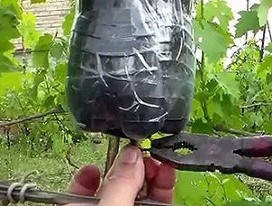 plantarea de copaci de mere unde, cum și când să se în mod corespunzător (de plantare măr în cutie) de plante plantarea de copaci de mere unde, cum și când să planteze corect