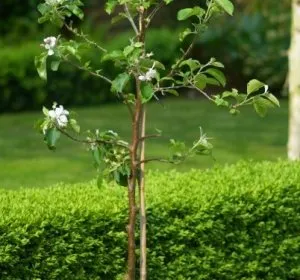 plantarea de copaci de mere unde, cum și când să corespunzător de plante (cum de a alege un loc pentru plantarea de copaci de mere) plantarea de copaci de mere unde, cum și când să planteze corect