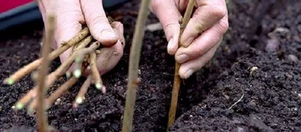 plantarea de copaci de mere unde, cum și când să corespunzător de plante (cum de a alege un loc pentru plantarea de copaci de mere) plantarea de copaci de mere unde, cum și când să planteze corect