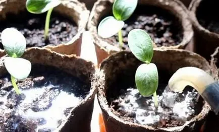 Plantarea castraveți pe calendarul lunar, atunci când planta în 2017, semănat schema pentru a planta astăzi,