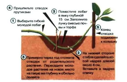 Plantarea cultivarea caprifoi comestibile de răsaduri, tehnologie (puieți) Plantarea cultivarea caprifoi comestibile de răsaduri, tehnologie