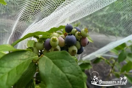 Plantarea semințelor afine și răsaduri, instrucțiuni pas cu pas (semințe) Plantarea semințelor afine și răsaduri, ghid pas cu pas
