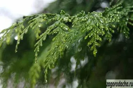 Plantarea arborvitae - cum, unde și când să planteze arborvitae (legume ghivece de flori) Plantarea arborvitae - cum, unde și când să planteze arborvitae
