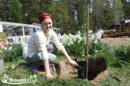 plantarea de copaci de mere - când să planteze și cum să