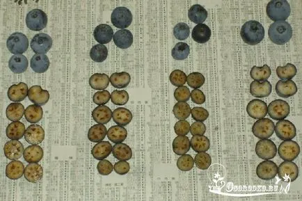Plantarea semințelor afine și răsaduri, instrucțiuni pas cu pas (semințe) Plantarea semințelor afine și răsaduri, ghid pas cu pas