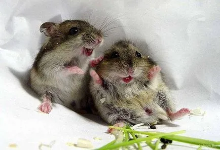 Comportamentul hamsteri hamster, hamsteri sunt animale nocturne, hamsterii sunt animale teritoriale solitar (comportament) Comportamentul hamsteri hamsteri, hamsteri sunt animale nocturne, hamsteri sunt animale solitare teritoriale,
