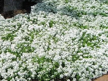 Plantarea și îngrijirea la domiciliu lobulyariey plante caracteristice care cresc din semințe (lobulyariya îngrijirea plantare fotografie a unei case de flori semințe de reproducere mare) Plantarea și îngrijirea la lobulyariey acasă plante caracteristice în creștere din semințe,