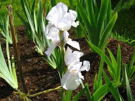 Plantarea iriși și îngrijire
