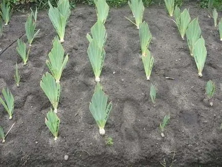 Plantarea iriși și îngrijire